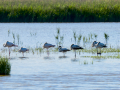 Flamenco comun - Phoenicopterus roseus - Flamenc comu