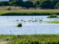 Flamenco comun - Phoenicopterus roseus - Flamenc comu