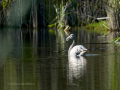 Flamenco comun - Phoenicopterus roseus - Flamenc comu