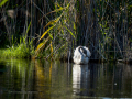 Flamenco comun - Phoenicopterus roseus - Flamenc comu