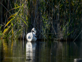 Flamenco comun - Phoenicopterus roseus - Flamenc comu