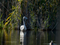 Flamenco comun - Phoenicopterus roseus - Flamenc comu