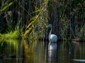 Flamenco comun - Phoenicopterus roseus - Flamenc comu