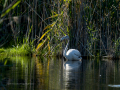 Flamenco comun - Phoenicopterus roseus - Flamenc comu