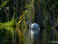 Flamenco comun - Phoenicopterus roseus - Flamenc comu