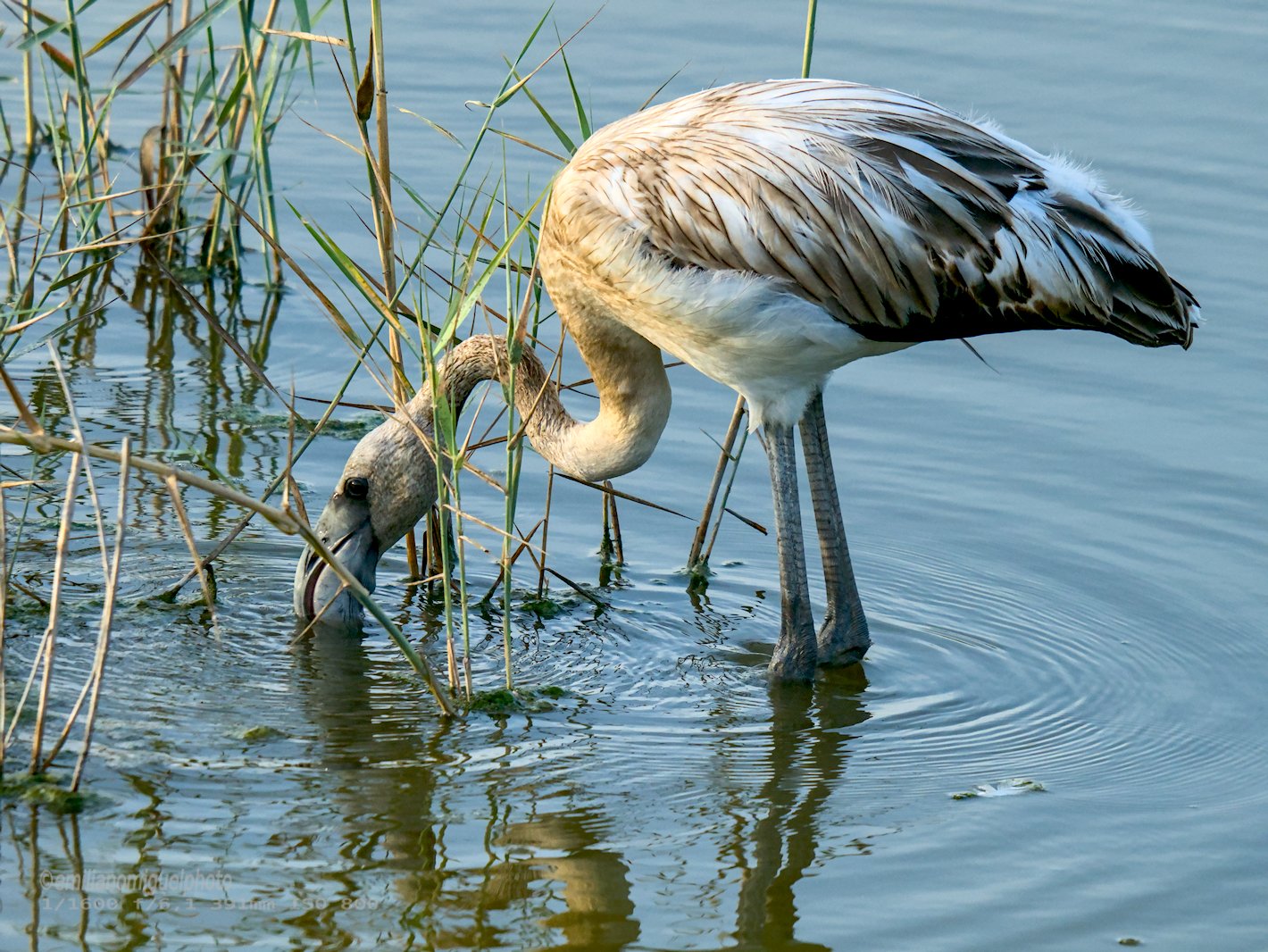 Flamenco comun - Phoenicopterus roseus - Flamenc comu