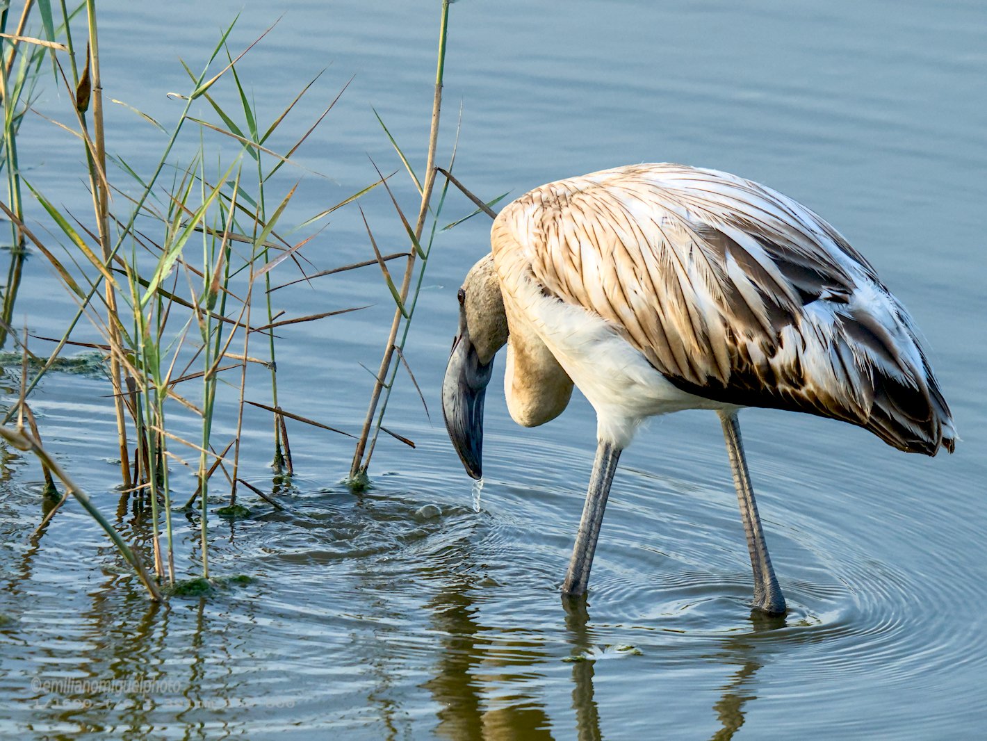 Flamenco comun - Phoenicopterus roseus - Flamenc comu