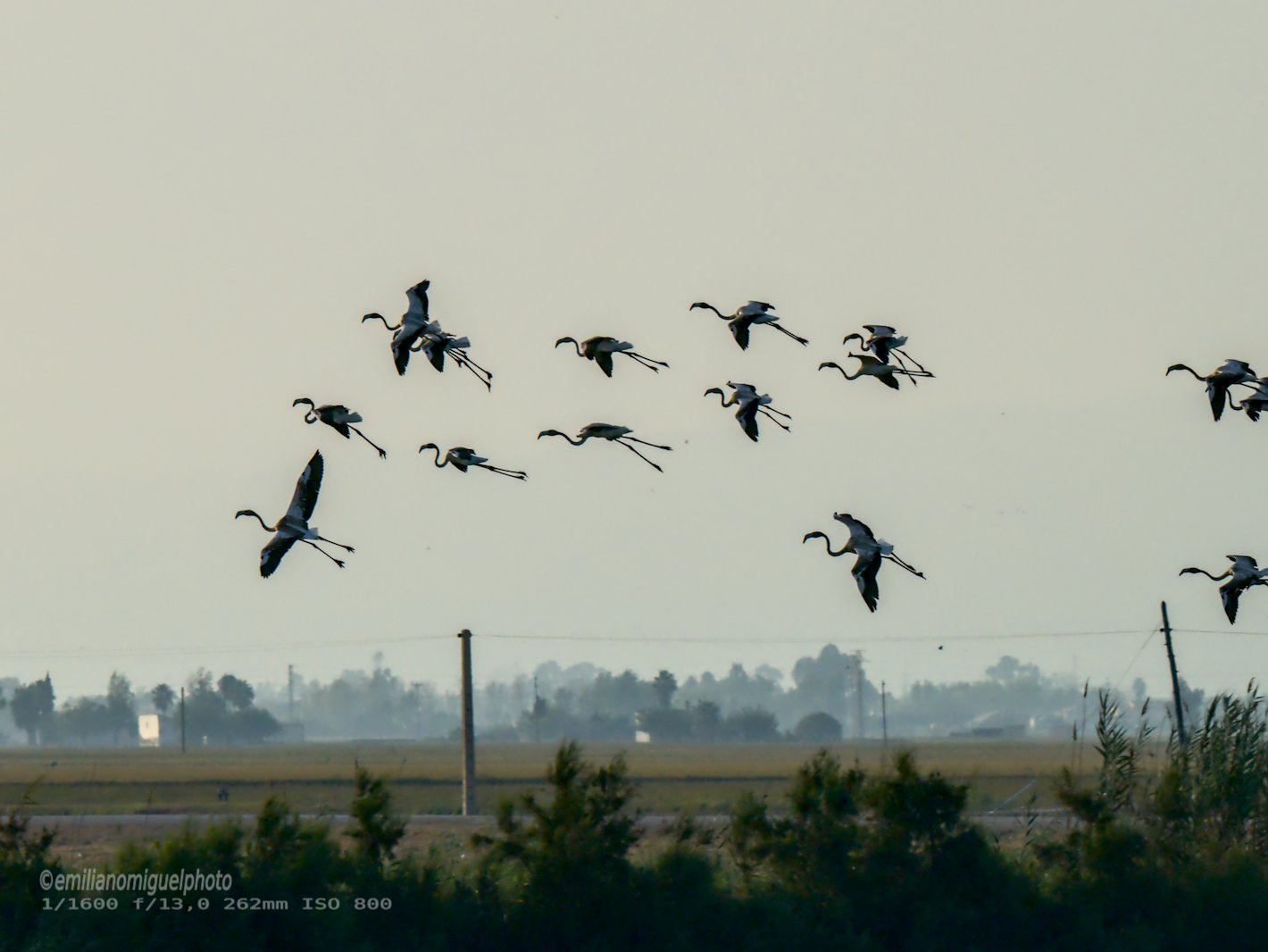 Flamenco comun - Phoenicopterus roseus - Flamenc comu