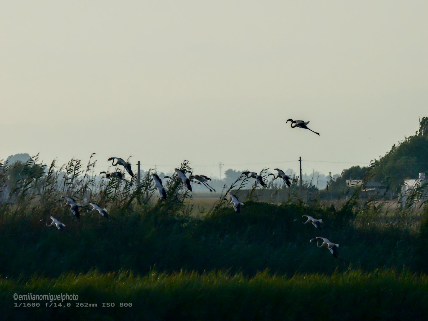 Flamenco comun - Phoenicopterus roseus - Flamenc comu