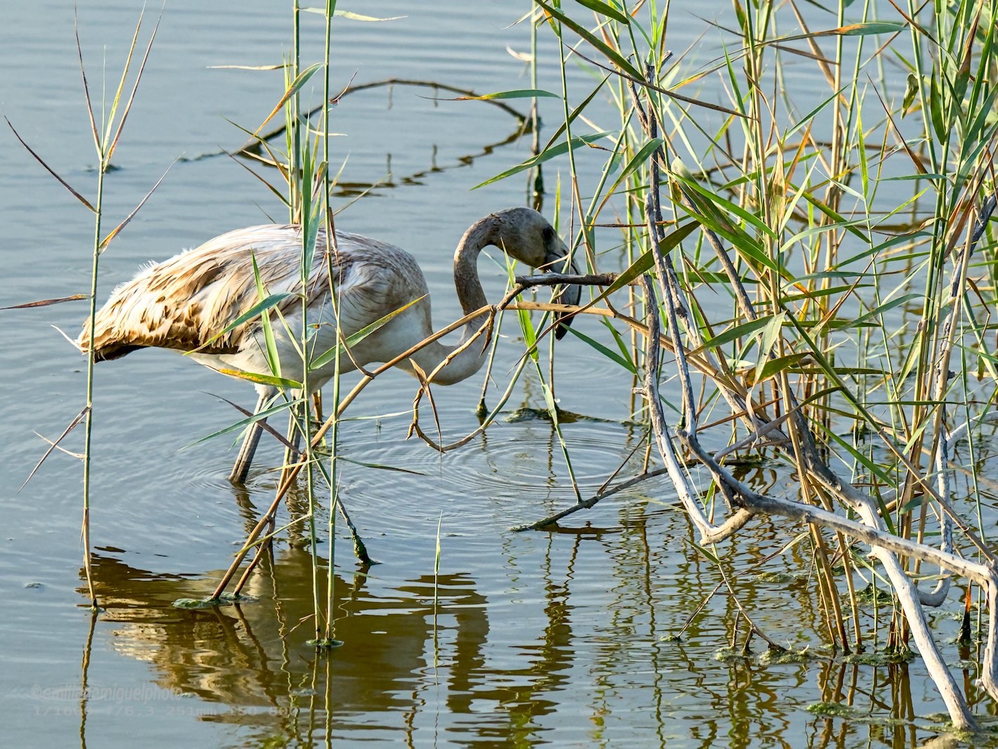 Flamenco comun - Phoenicopterus roseus - Flamenc comu