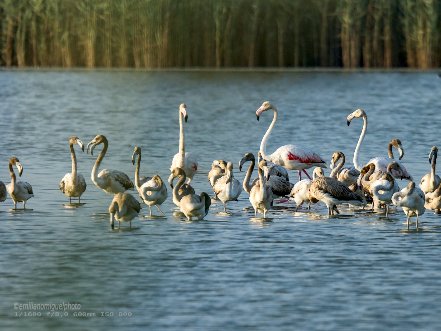 Flamenco comun - Phoenicopterus roseus - Flamenc comu