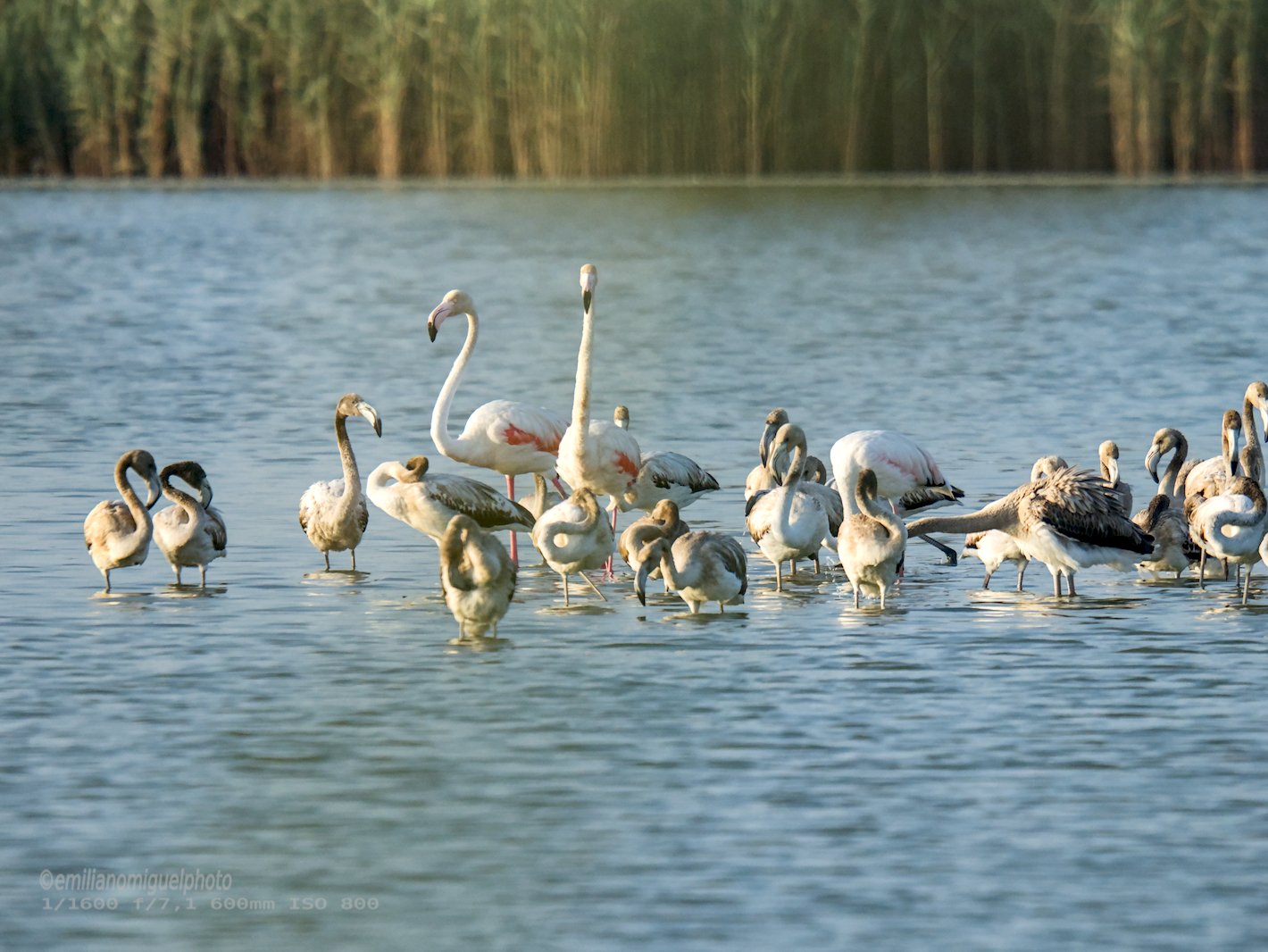 Flamenco comun - Phoenicopterus roseus - Flamenc comu