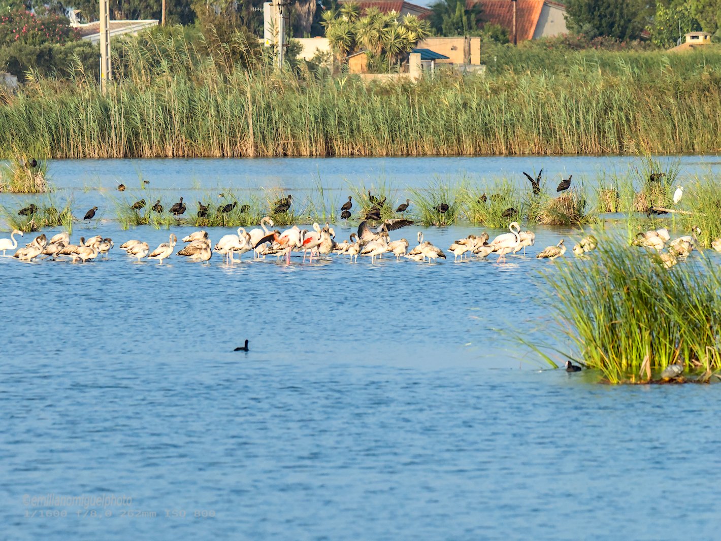 Flamenco comun - Phoenicopterus roseus - Flamenc comu