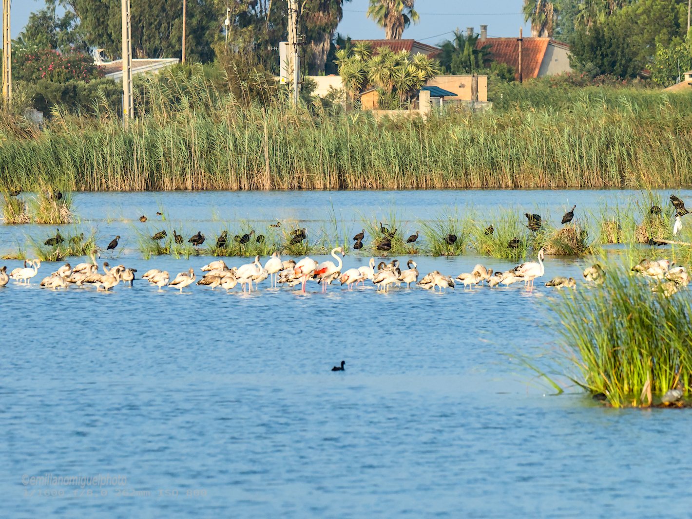 Flamenco comun - Phoenicopterus roseus - Flamenc comu