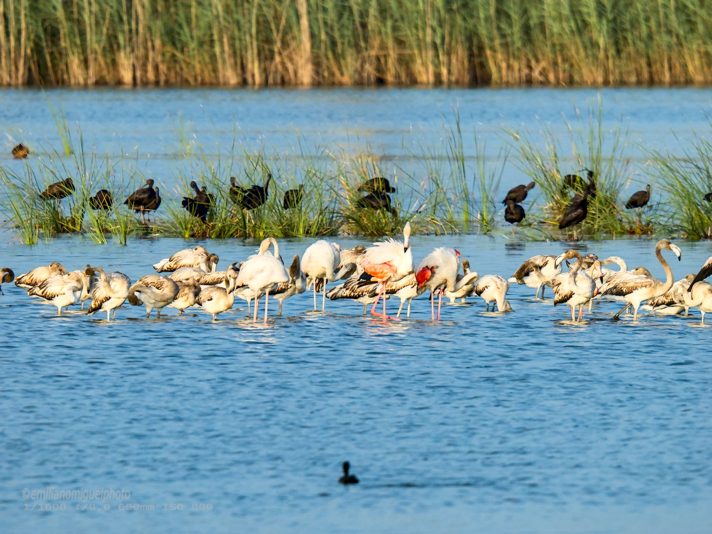 Flamenco comun - Phoenicopterus roseus - Flamenc comu