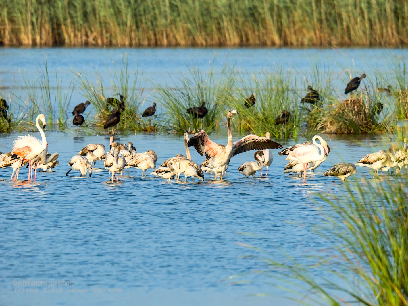 Flamenco comun - Phoenicopterus roseus - Flamenc comu