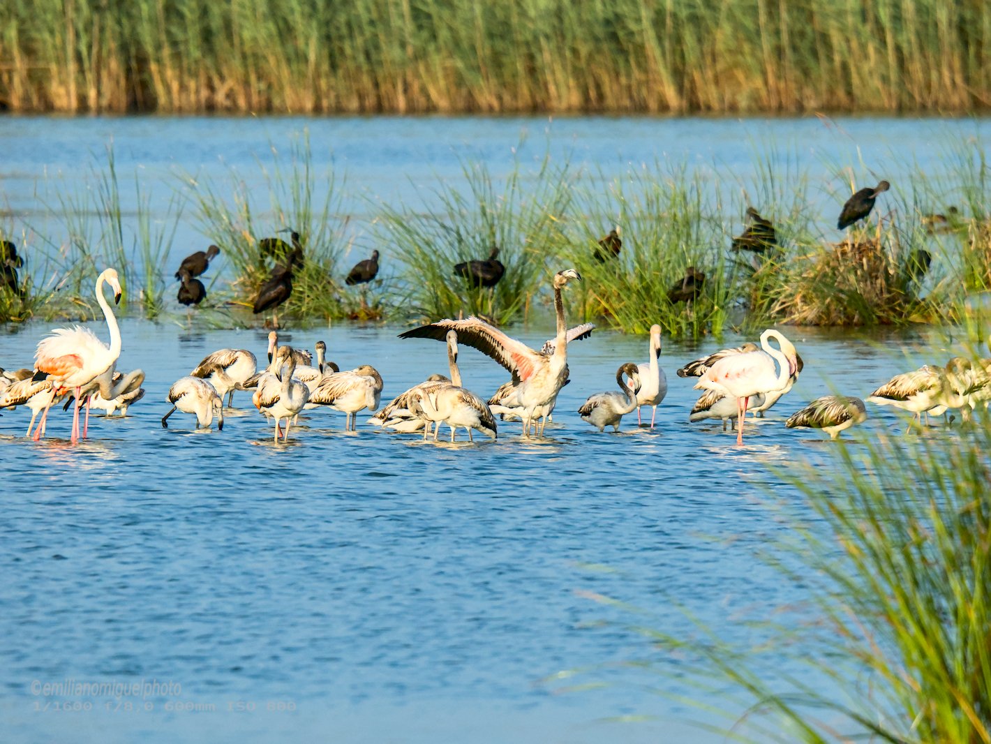 Flamenco comun - Phoenicopterus roseus - Flamenc comu