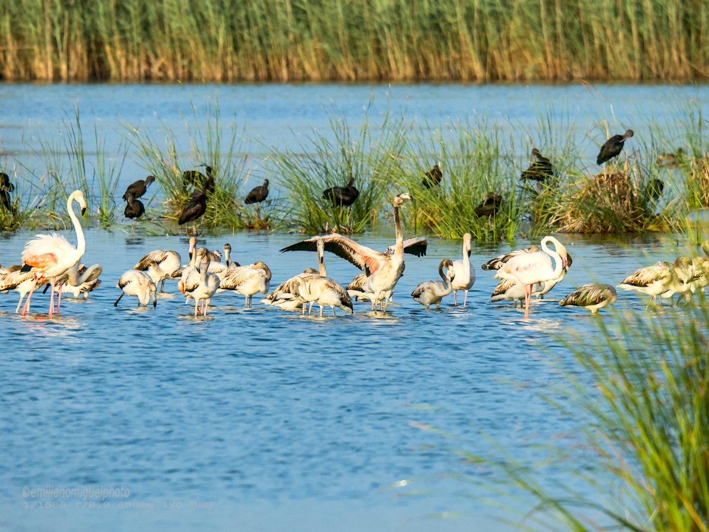 Flamenco comun - Phoenicopterus roseus - Flamenc comu