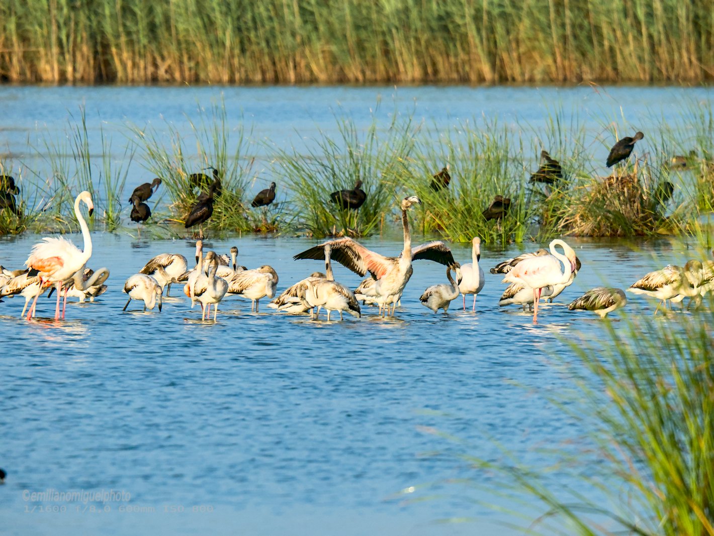 Flamenco comun - Phoenicopterus roseus - Flamenc comu