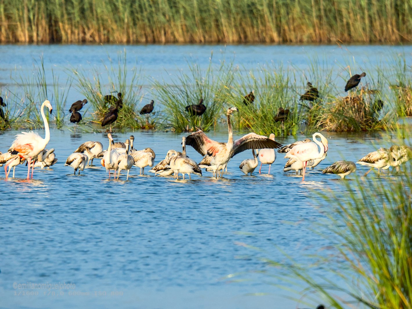 Flamenco comun - Phoenicopterus roseus - Flamenc comu