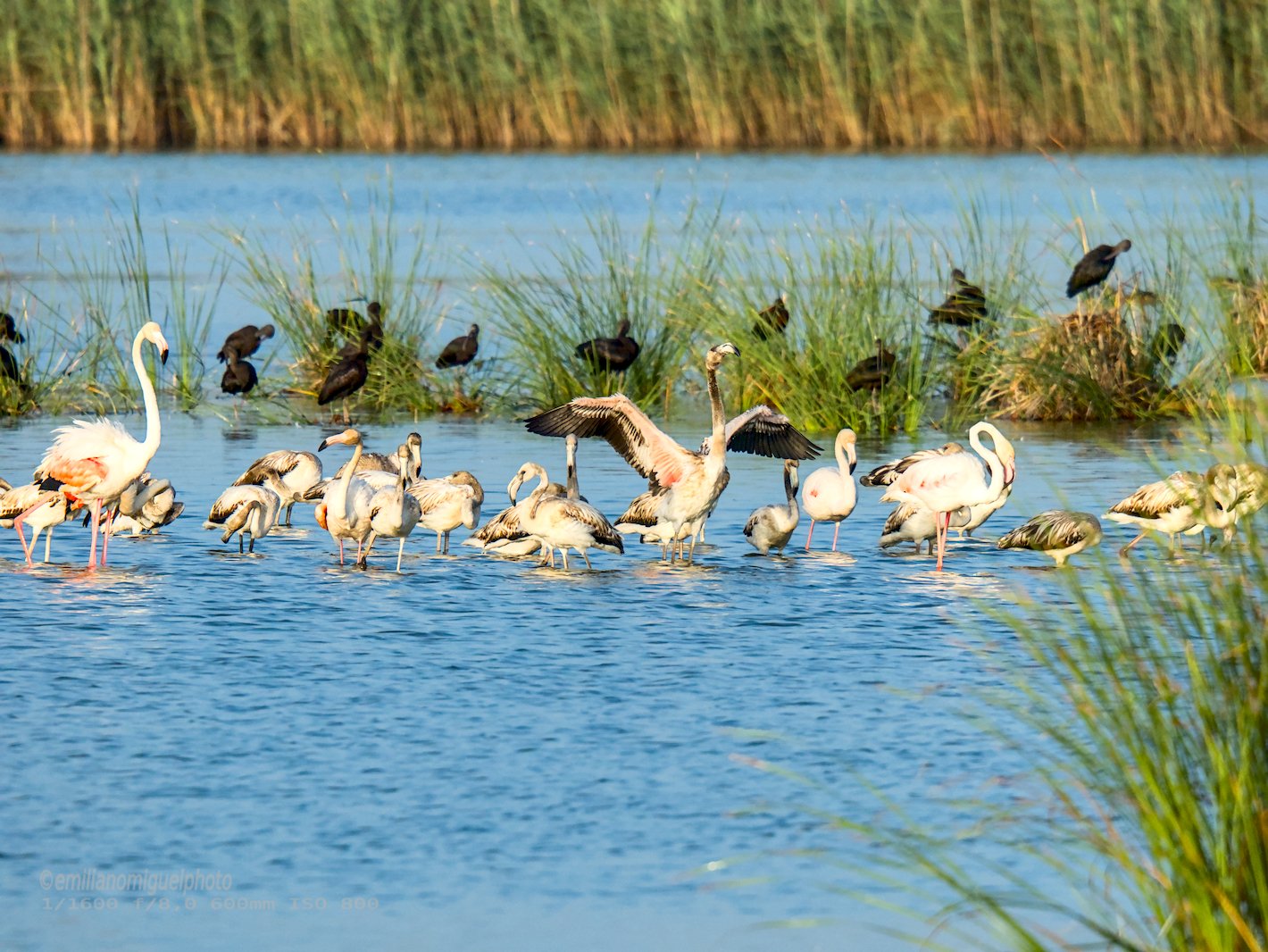 Flamenco comun - Phoenicopterus roseus - Flamenc comu