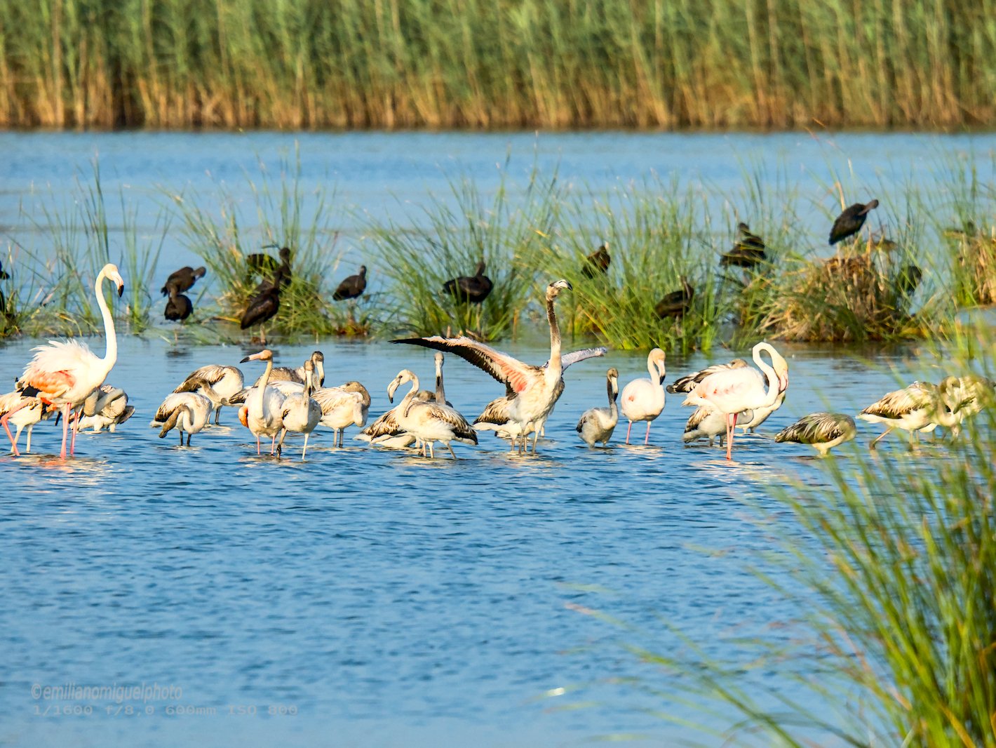 Flamenco comun - Phoenicopterus roseus - Flamenc comu