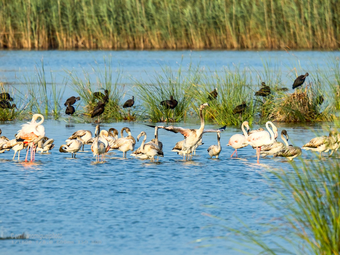 Flamenco comun - Phoenicopterus roseus - Flamenc comu