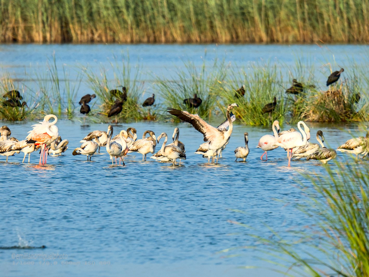 Flamenco comun - Phoenicopterus roseus - Flamenc comu