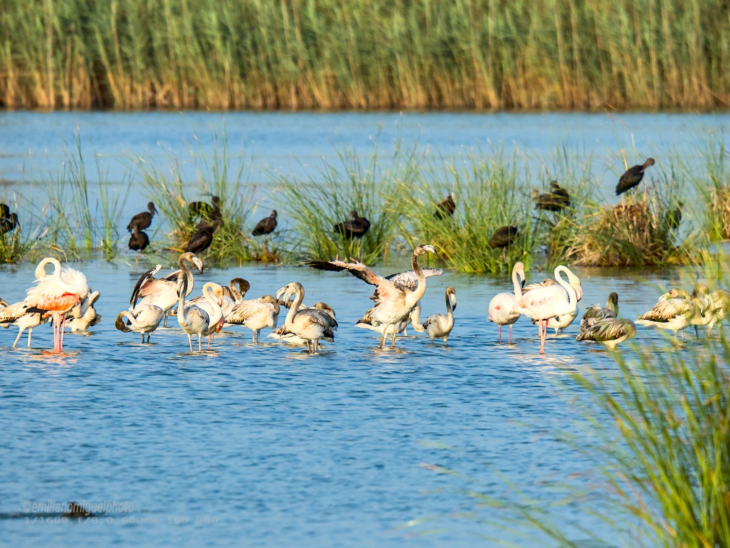 Flamenco comun - Phoenicopterus roseus - Flamenc comu