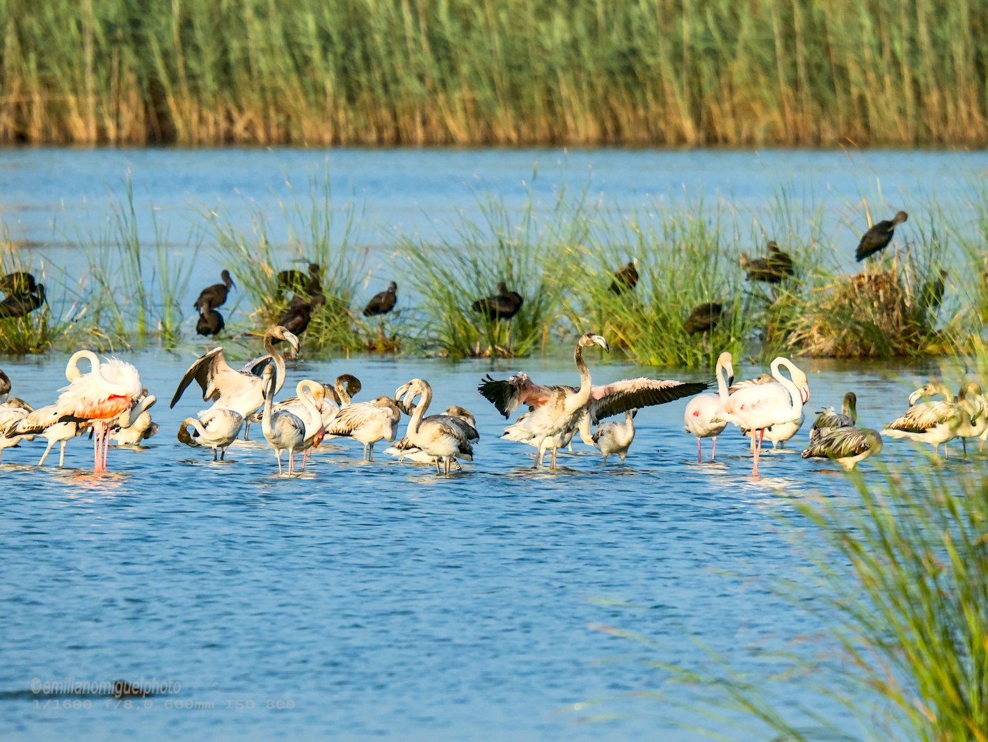 Flamenco comun - Phoenicopterus roseus - Flamenc comu