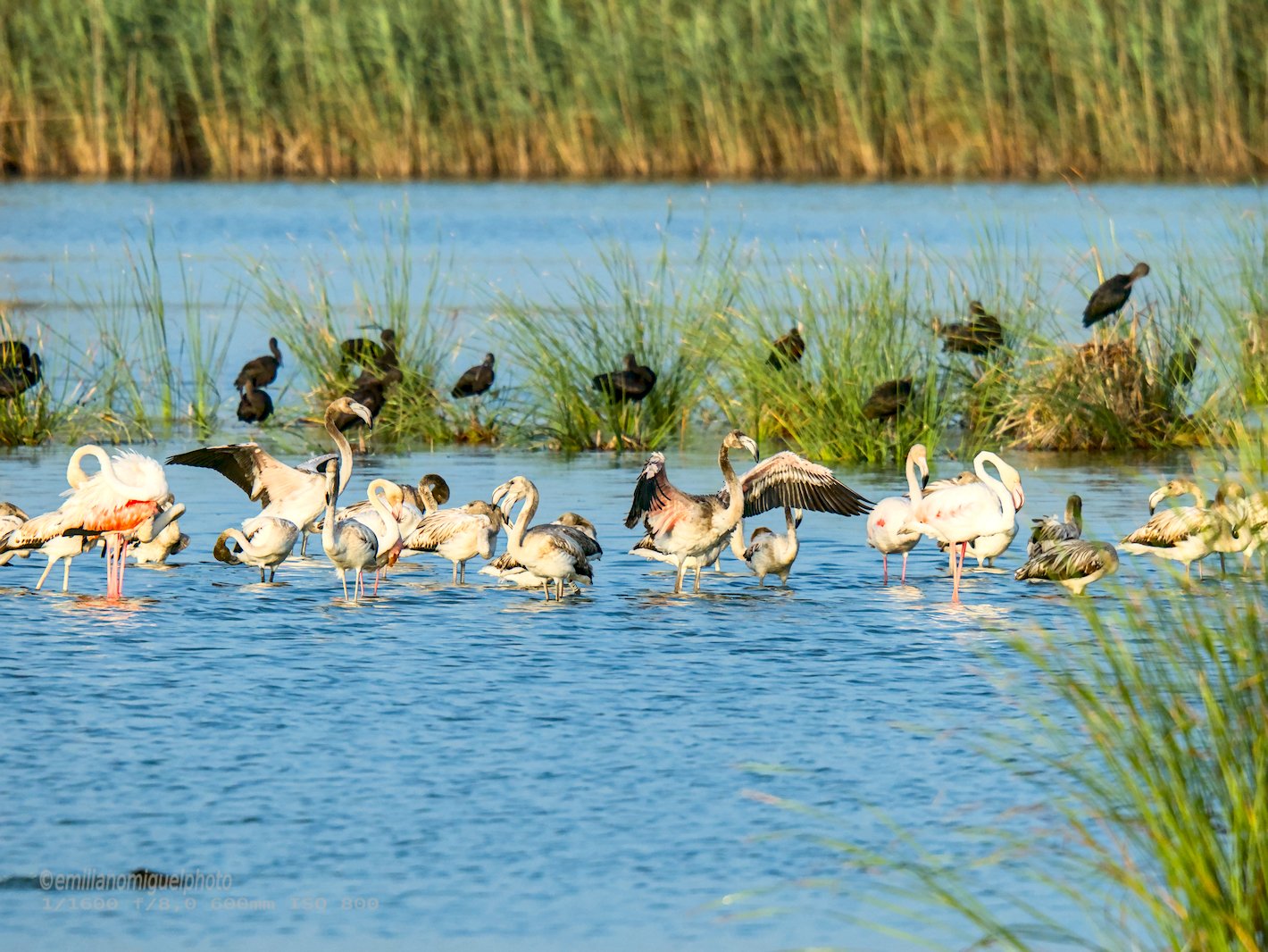 Flamenco comun - Phoenicopterus roseus - Flamenc comu