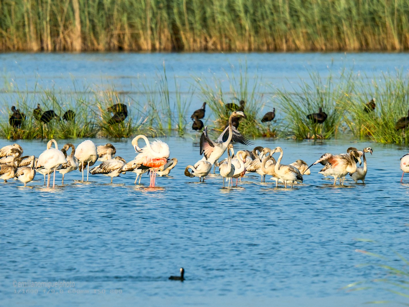 Flamenco comun - Phoenicopterus roseus - Flamenc comu