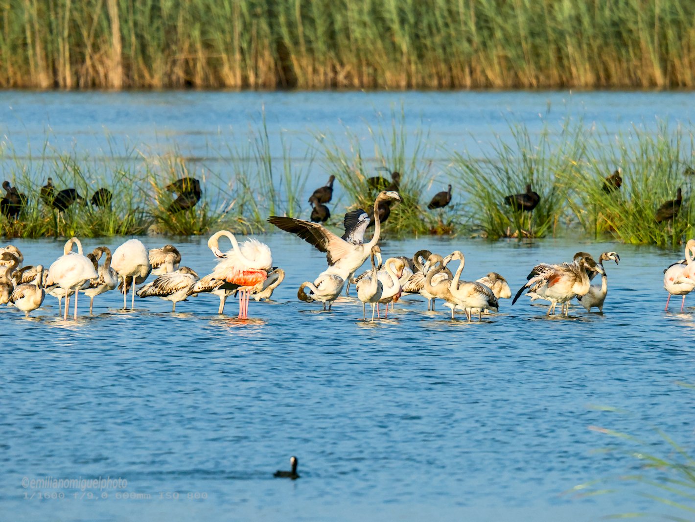 Flamenco comun - Phoenicopterus roseus - Flamenc comu