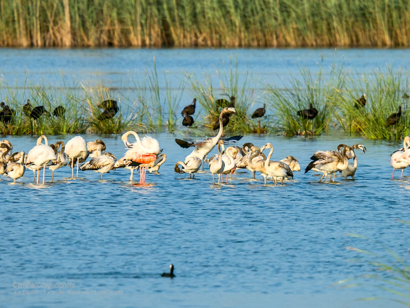 Flamenco comun - Phoenicopterus roseus - Flamenc comu