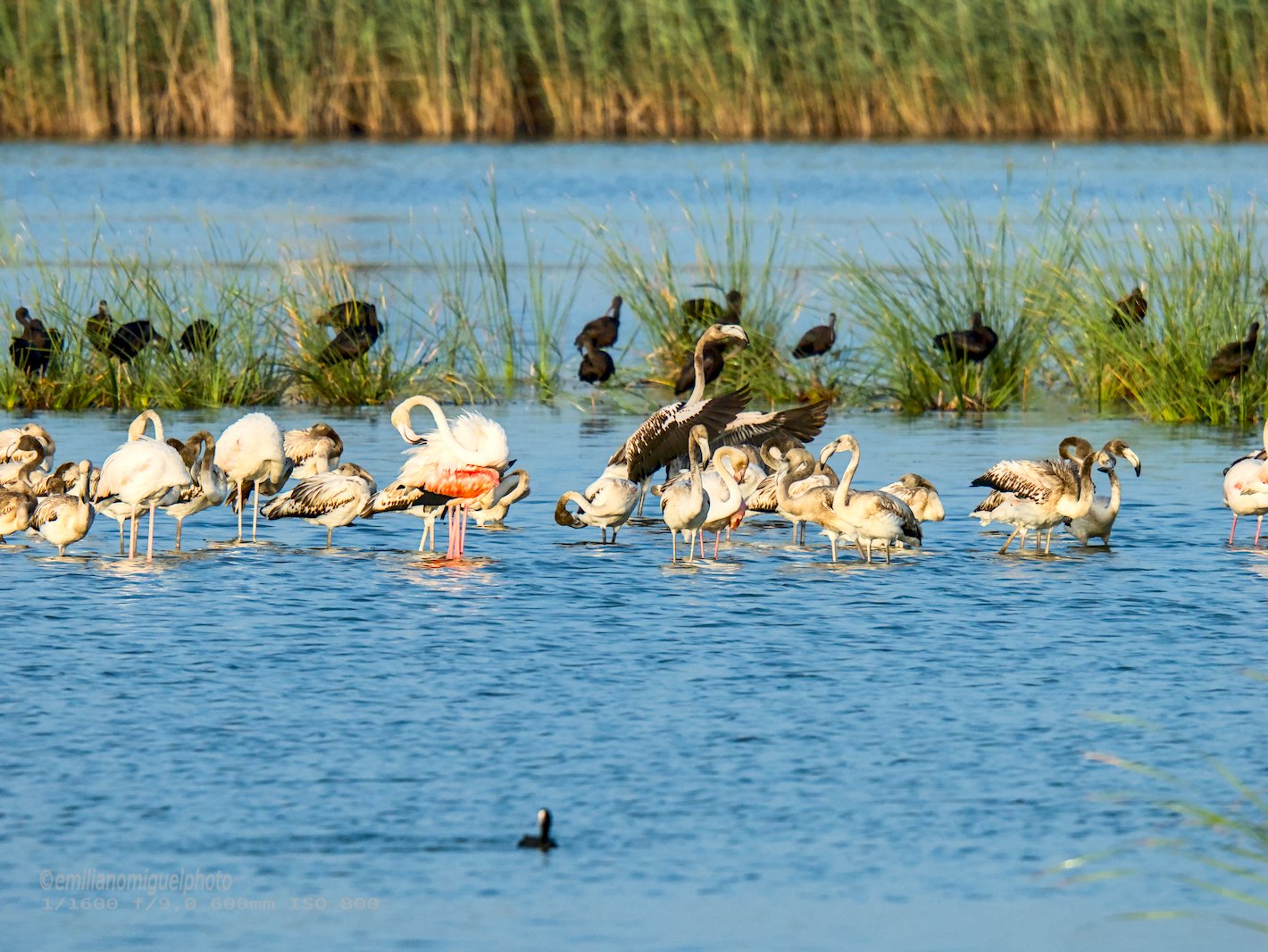 Flamenco comun - Phoenicopterus roseus - Flamenc comu