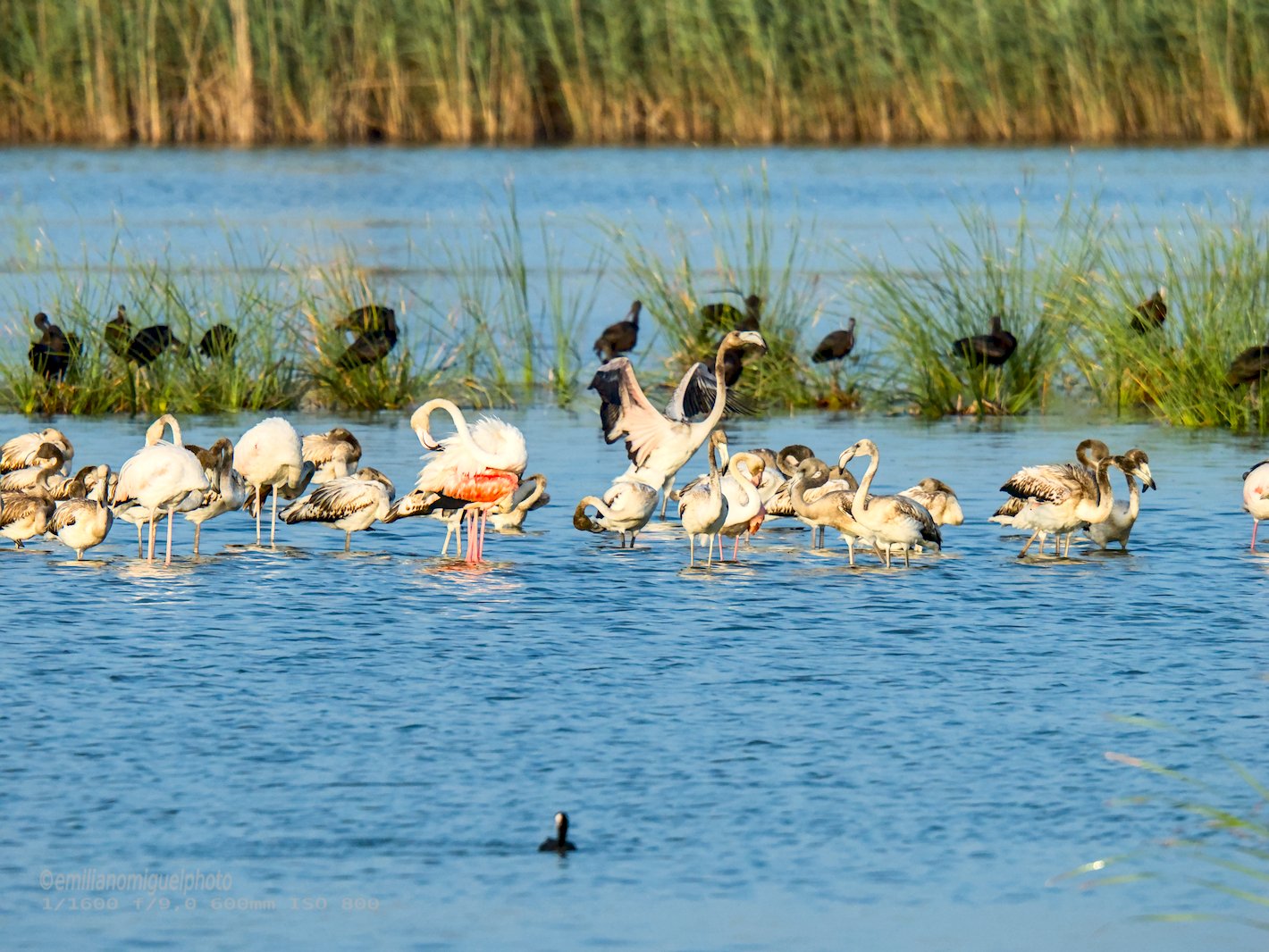 Flamenco comun - Phoenicopterus roseus - Flamenc comu