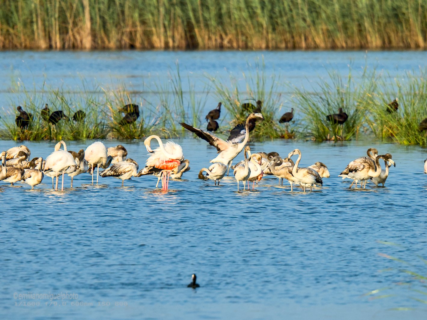 Flamenco comun - Phoenicopterus roseus - Flamenc comu