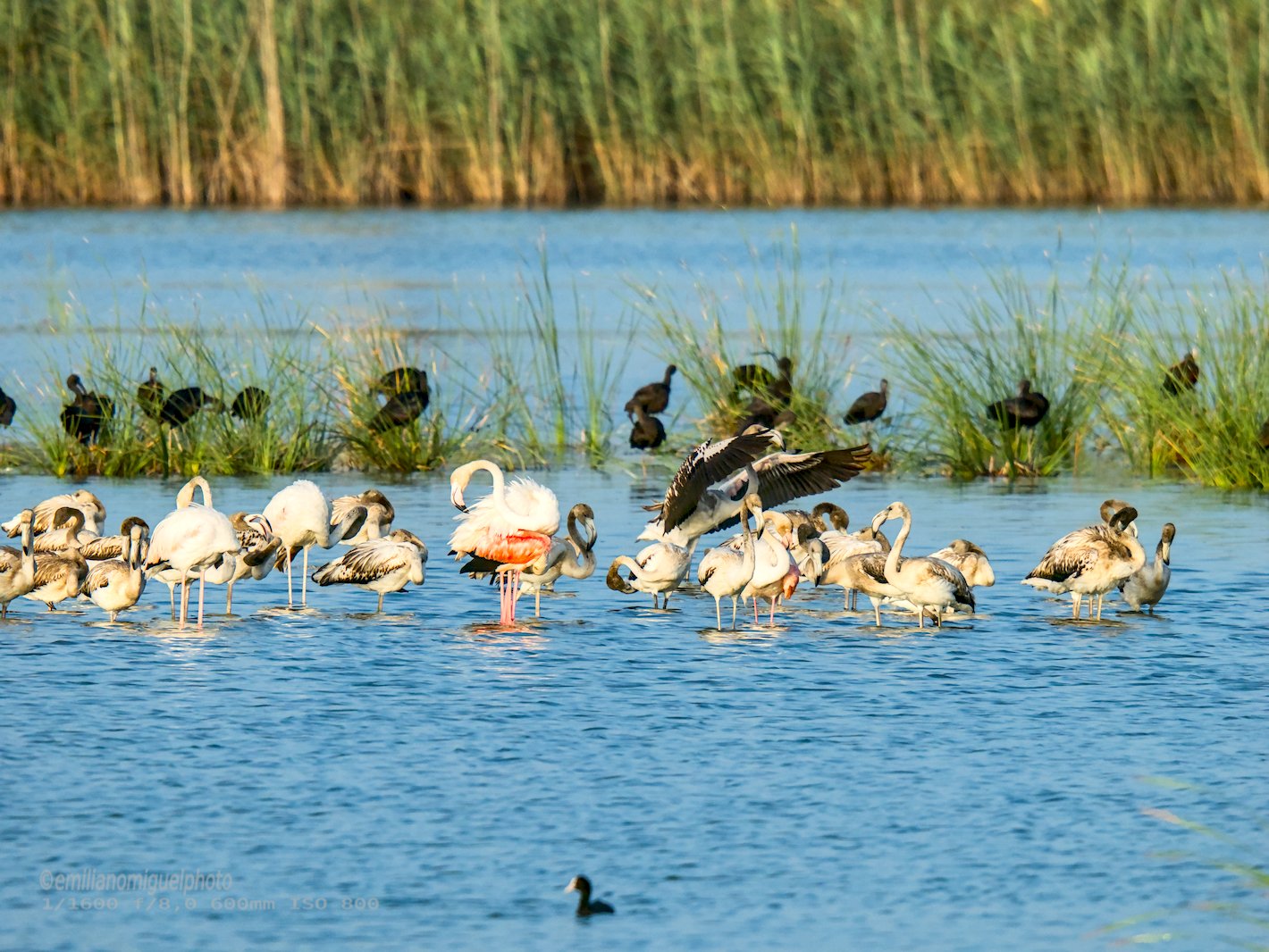 Flamenco comun - Phoenicopterus roseus - Flamenc comu