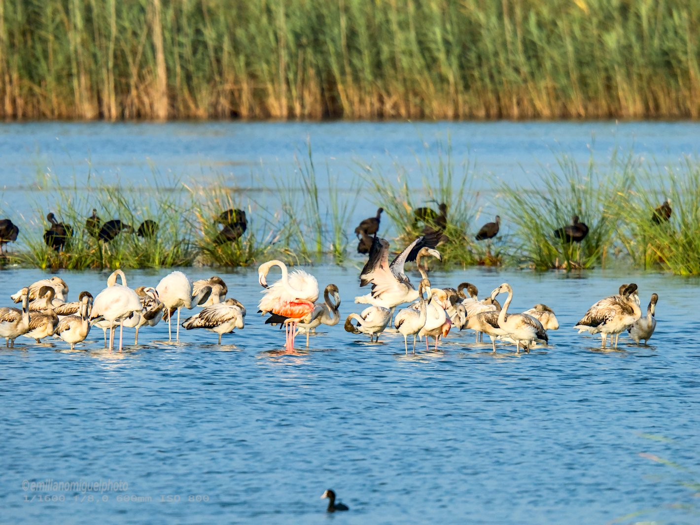 Flamenco comun - Phoenicopterus roseus - Flamenc comu