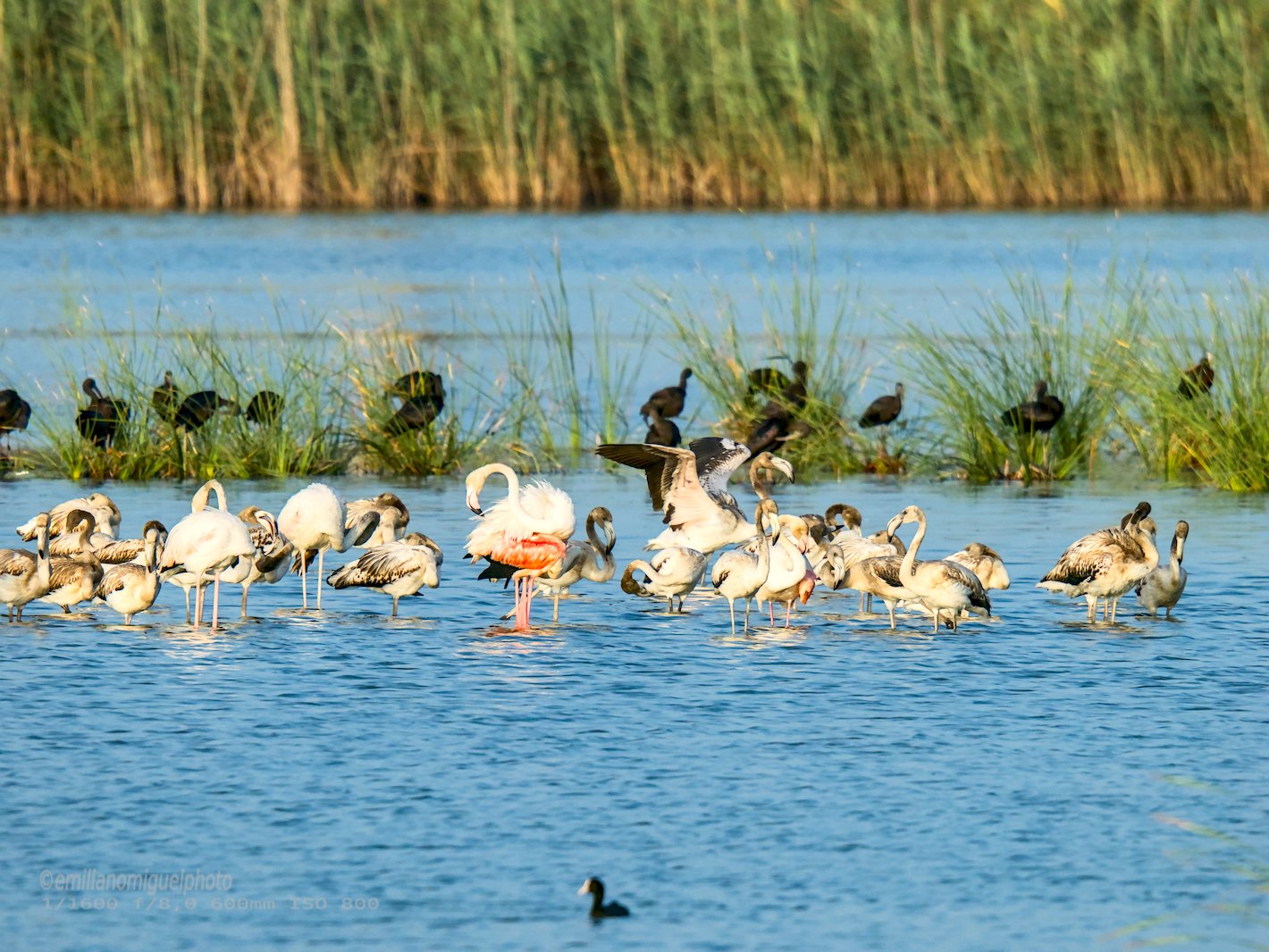 Flamenco comun - Phoenicopterus roseus - Flamenc comu