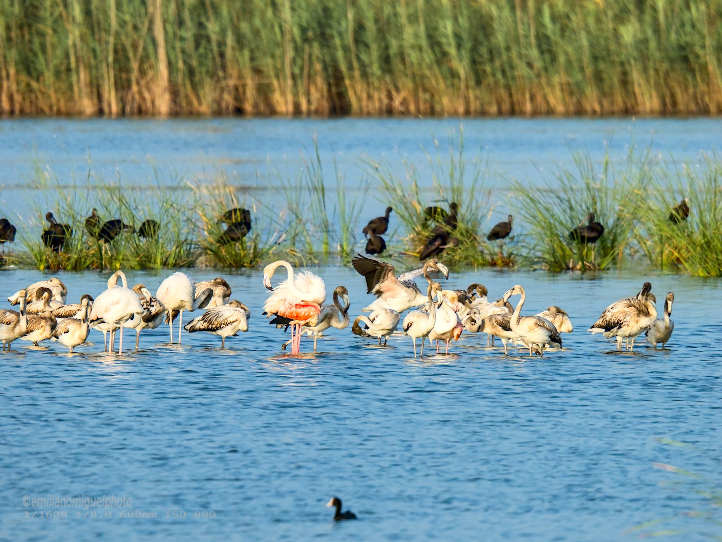 Flamenco comun - Phoenicopterus roseus - Flamenc comu