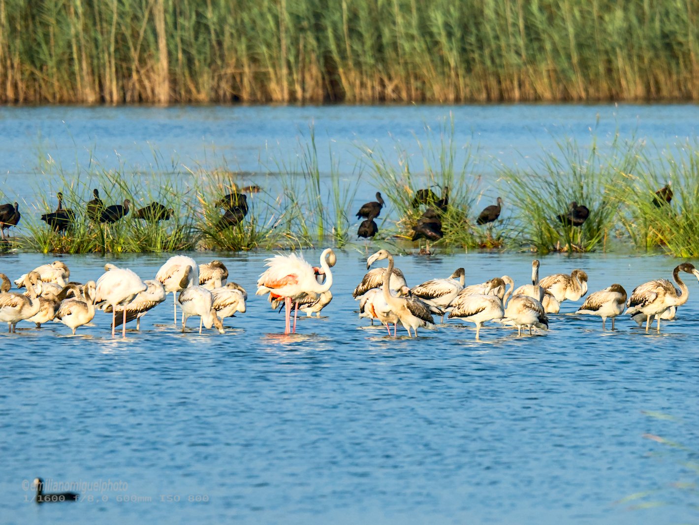 Flamenco comun - Phoenicopterus roseus - Flamenc comu