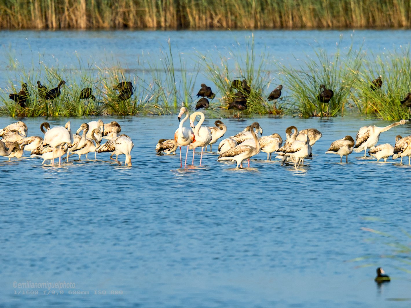 Flamenco comun - Phoenicopterus roseus - Flamenc comu