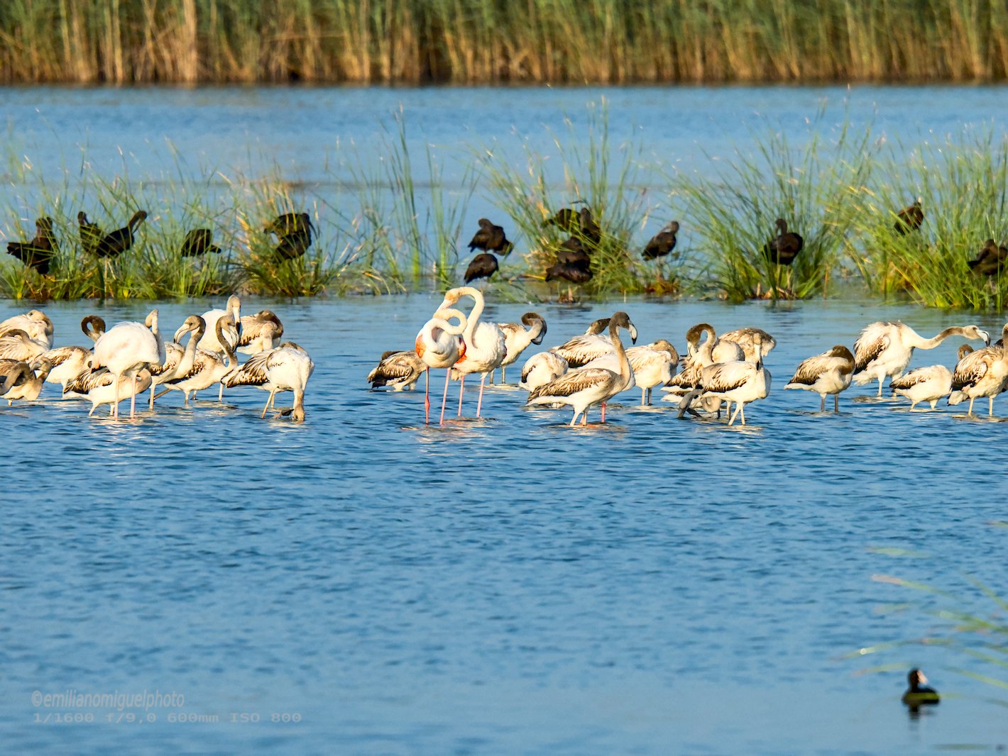 Flamenco comun - Phoenicopterus roseus - Flamenc comu