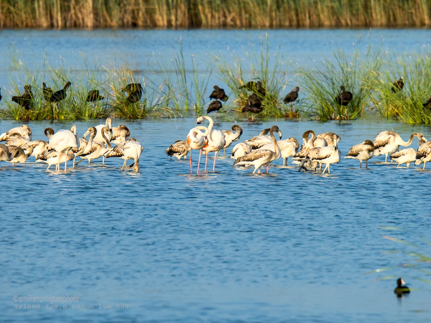 Flamenco comun - Phoenicopterus roseus - Flamenc comu