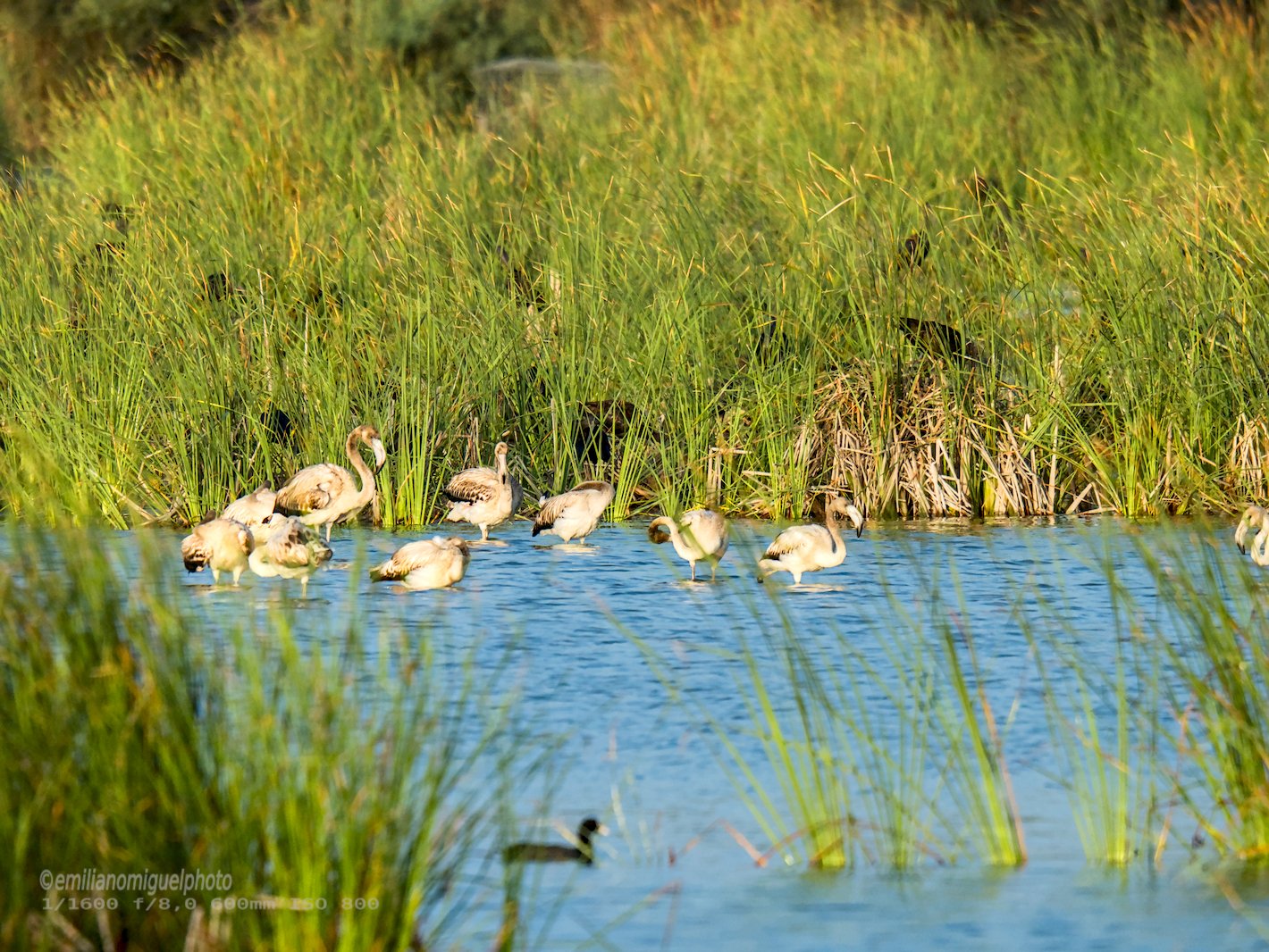 Flamenco comun - Phoenicopterus roseus - Flamenc comu