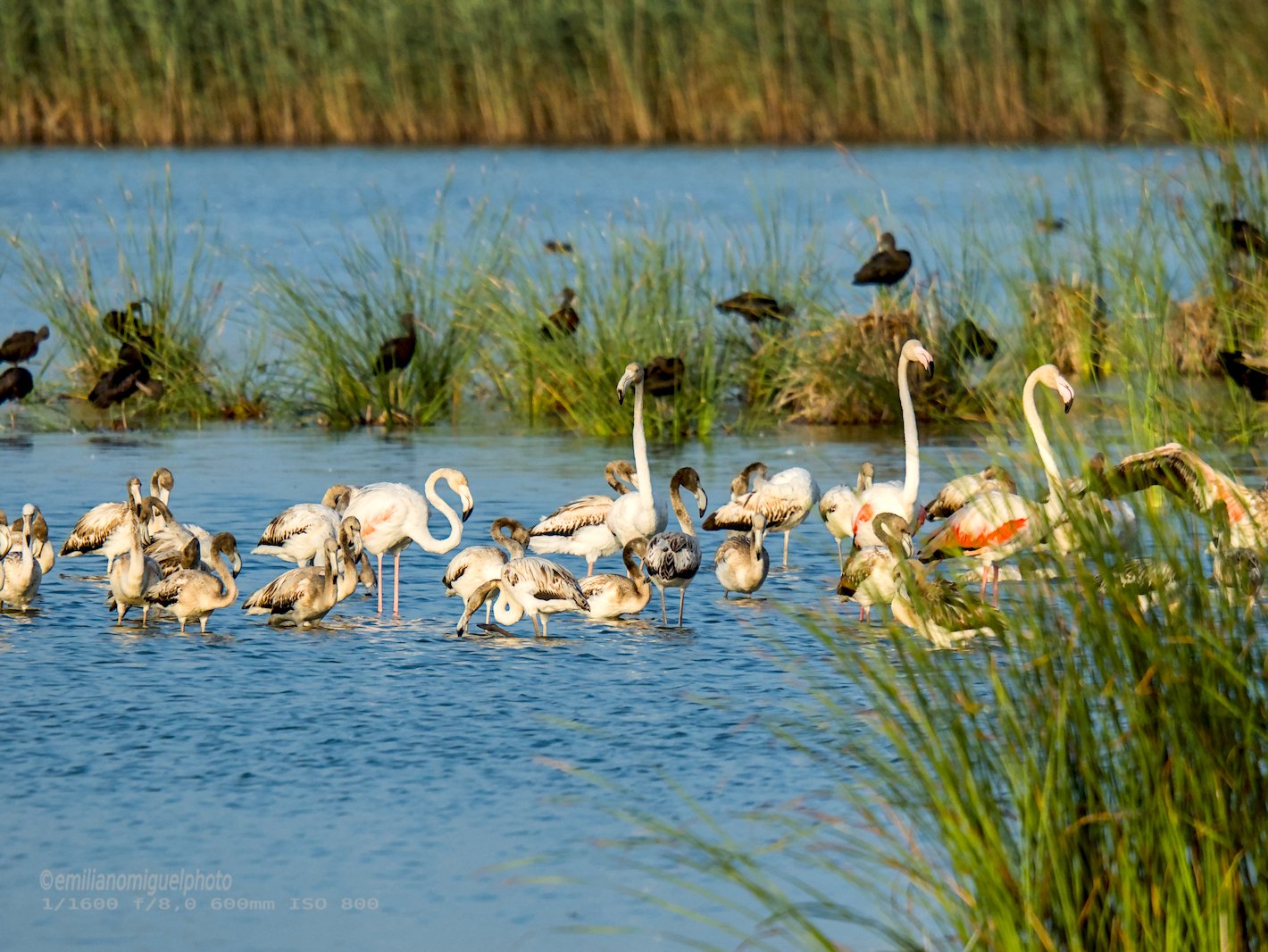 Flamenco comun - Phoenicopterus roseus - Flamenc comu