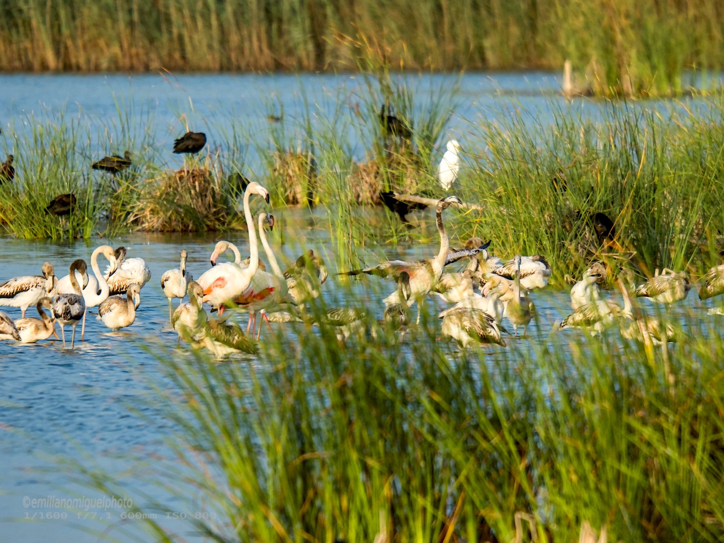 Flamenco comun - Phoenicopterus roseus - Flamenc comu