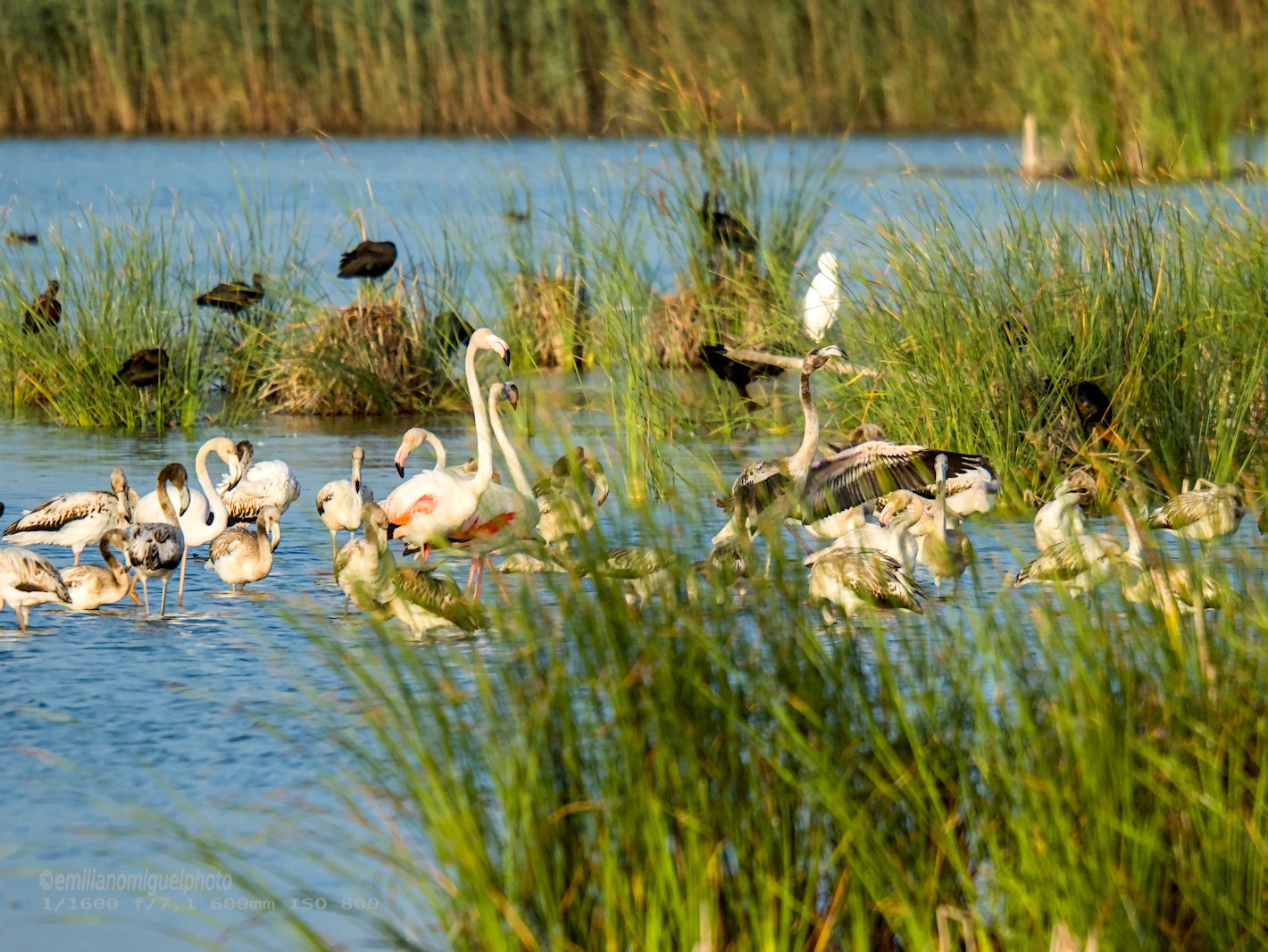 Flamenco comun - Phoenicopterus roseus - Flamenc comu