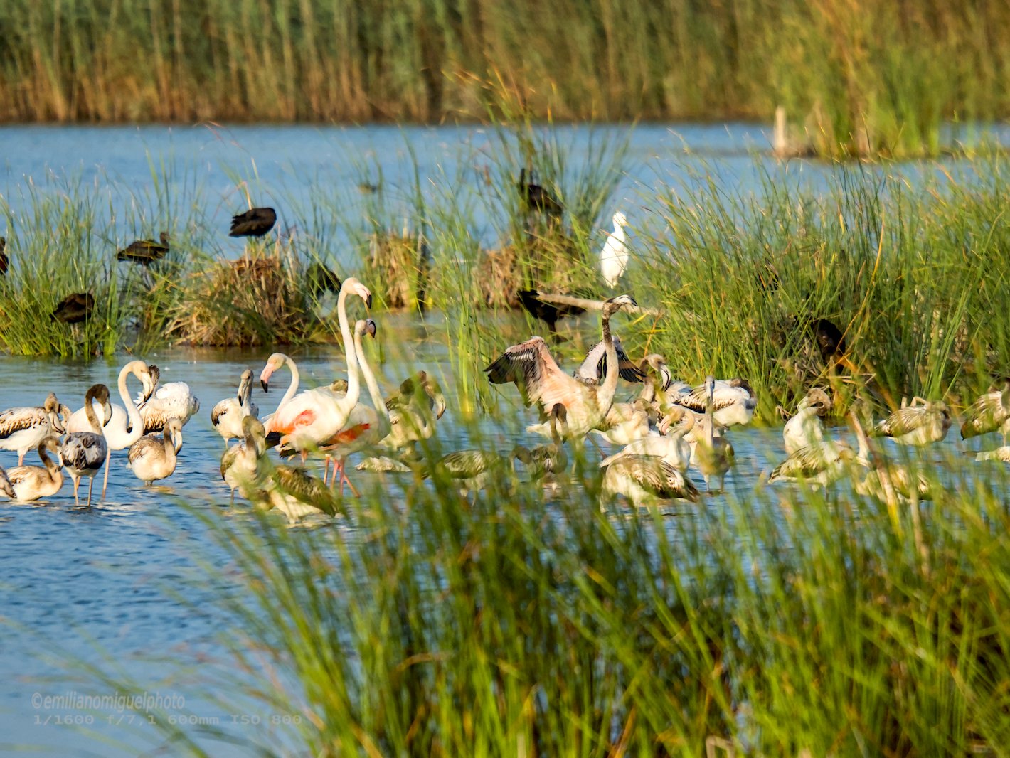 Flamenco comun - Phoenicopterus roseus - Flamenc comu